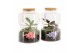 Arrangementen kamerplanten 21595: Valentines day arrangement 2 pp 