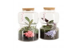 Arrangementen kamerplanten 21595: Valentines day arrangement 2 pp