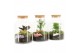Arrangementen kamerplanten 21635: Valentines day arrangement 2 pp 