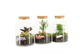 Arrangementen kamerplanten 21635: Valentines day arrangement 2 pp