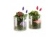 Arrangementen kamerplanten 21598: Valentines day arrangement 1 pp 