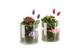 Arrangementen kamerplanten 21598: Valentines day arrangement 1 pp