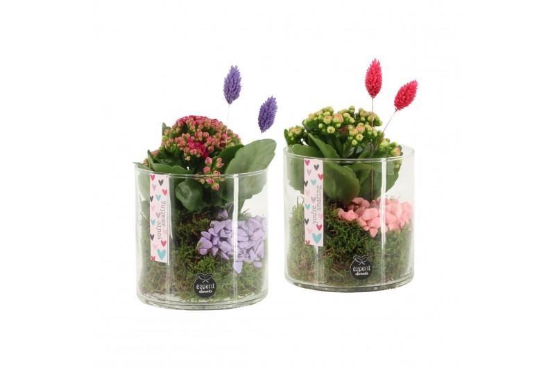 Arrangementen kamerplanten 21598: Valentines day arrangement 1 pp Arrangementen kamerplanten 21598: Valentines day arrangement 1 pp