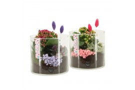 Arrangementen kamerplanten 21601: Valentines day arrangement 2 pp