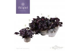 Oxalis triangularis Ikigai