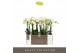 Phalaenopsis multiflora starrion optimost 4 tak 