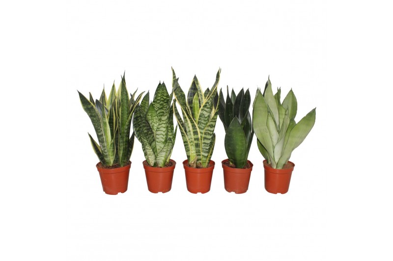 Sansevieria trifasciata mix 5 soorten 