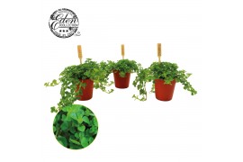 Pilea depressa