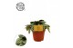 Peperomia mistique 