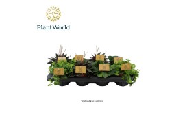 Peperomia mix