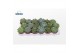 Echeveria mix groen mix 6 soorten 