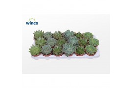 Echeveria mix groen mix 6 soorten