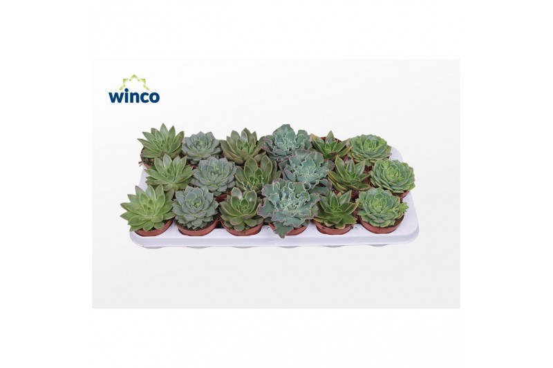 Echeveria mix groen mix 6 soorten 