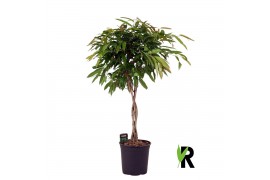 Ficus binnendijkii amstel king gevlochten stam