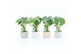 Monstera deliciosa in sandy keramiek