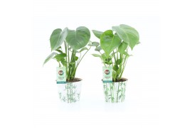 Monstera deliciosa in potcover bamboo