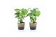 Monstera deliciosa Monstera deliciosa in Lunar keramiek 2 pp 