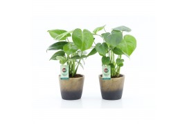 Monstera deliciosa Monstera deliciosa in Lunar keramiek 2 pp