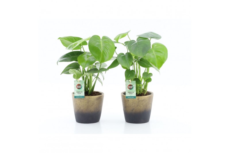 Monstera deliciosa Monstera deliciosa in Lunar keramiek 2 pp Monstera deliciosa Monstera deliciosa in Lunar keramiek 2 pp