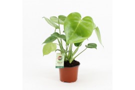 Monstera deliciosa