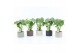 Monstera deliciosa in classic stone 
