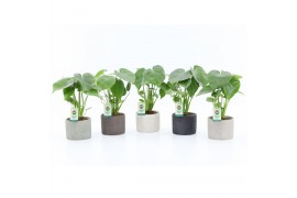Monstera deliciosa in classic stone