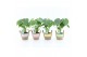 Monstera deliciosa in noah mand pastel 