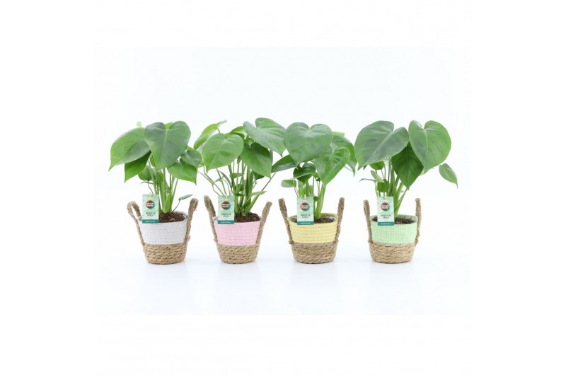 Monstera deliciosa in noah mand pastel 