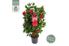 Camellia japonica black lace