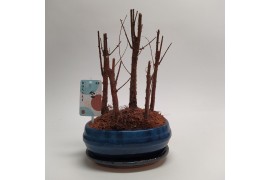 Bonsai Metasequoia Forest Oval 20 cm