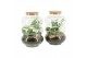 Arrangementen kamerplanten 90580: Terrarium 