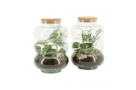 Arrangementen kamerplanten 90580: Terrarium