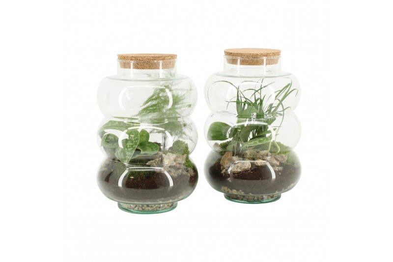 Arrangementen kamerplanten 90580: Terrarium 