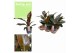 Philodendron imperial red feel green 