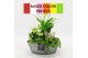 Arrangementen kamerplanten BACR-2514M Basic fundamentals 3 pp 