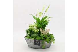 Arrangementen kamerplanten BACR-2514GR Basic fundamentals 3 pp