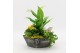 Arrangementen kamerplanten BACR-2514G Basic fundamentals 3 pp 