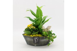 Arrangementen kamerplanten BACR-2514G Basic fundamentals 3 pp