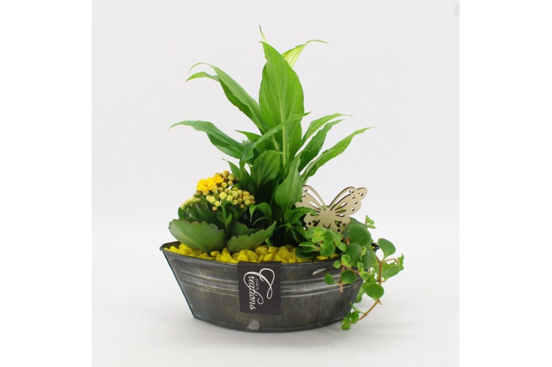 Arrangementen kamerplanten BACR-2514G Basic fundamentals 3 pp Arrangementen kamerplanten BACR-2514G Basic fundamentals 3 pp