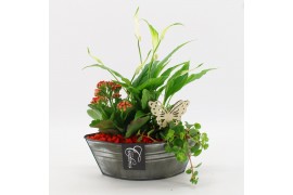 Arrangementen kamerplanten BACR-2514R Basic fundamentals 3 pp