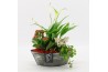 Arrangementen kamerplanten BACR-2514R Basic fundamentals 3 pp