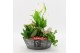 Arrangementen kamerplanten BACR-2514RZ Basic fundamentals 3 pp 