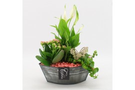 Arrangementen kamerplanten BACR-2514RZ Basic fundamentals 3 pp