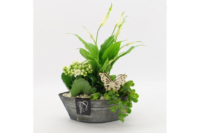 Arrangementen kamerplanten BACR-2514W Basic fundamentals 3 pp Arrangementen kamerplanten BACR-2514W Basic fundamentals 3 pp