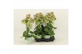 Kalanchoe magic bell geel