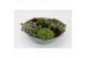 Sempervivum arrangementen mix in zinken schaal 