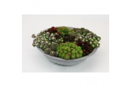 Sempervivum arrangementen mix in zinken schaal