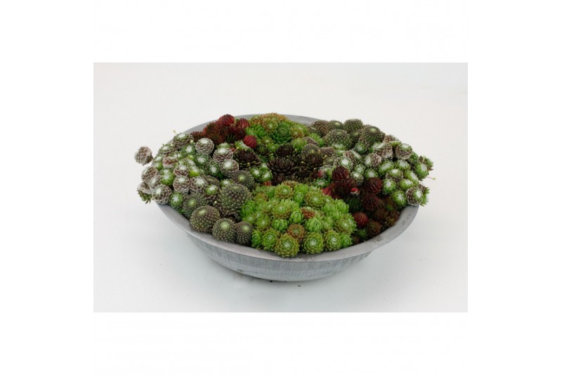 Sempervivum arrangementen mix in zinken schaal 