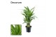 Dypsis lutescens Decorum 