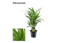 Dypsis lutescens Decorum
